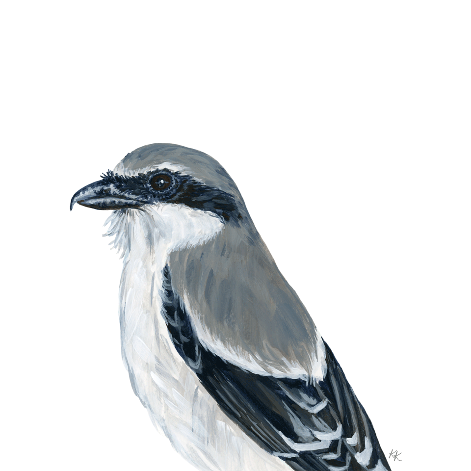 Loggerhead Shrike