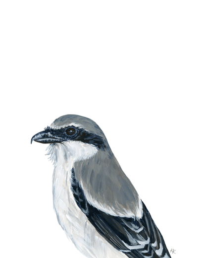 Loggerhead Shrike