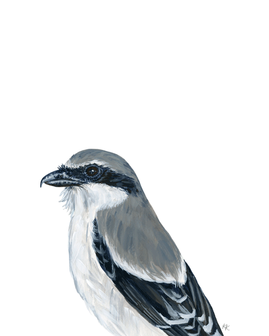 Loggerhead Shrike