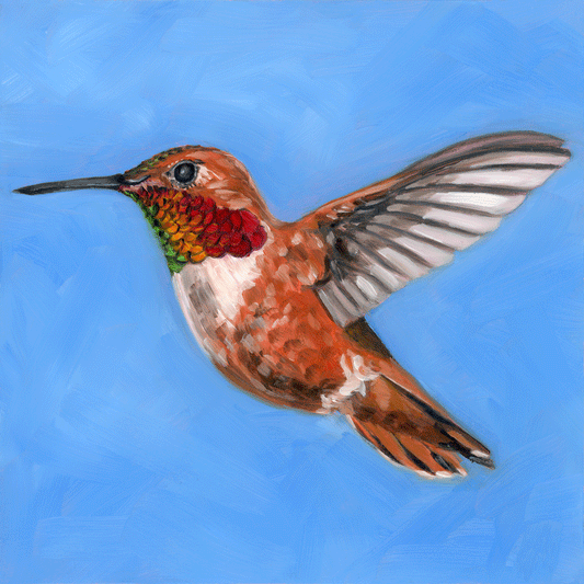 Rufous Hummingbird