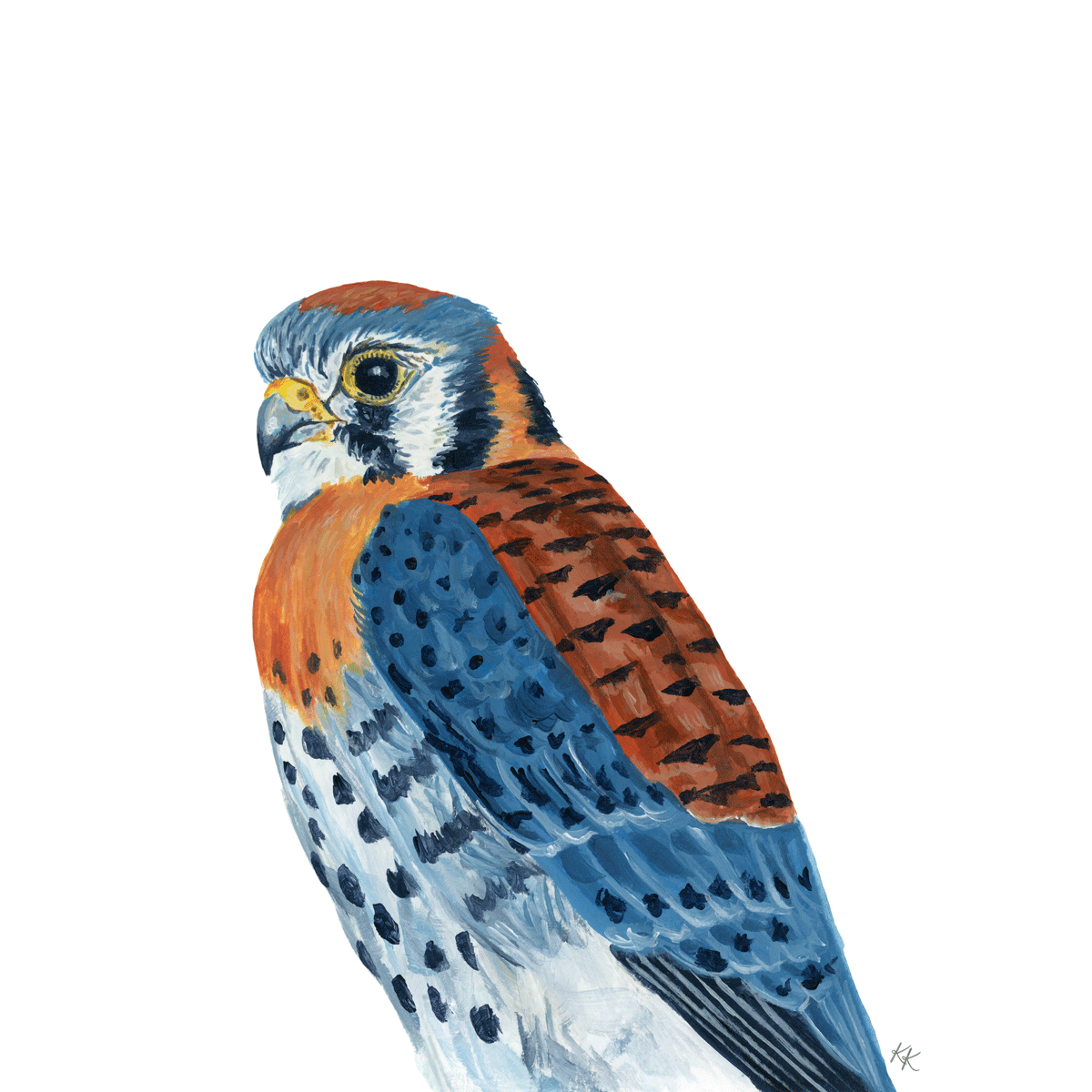 American Kestrel