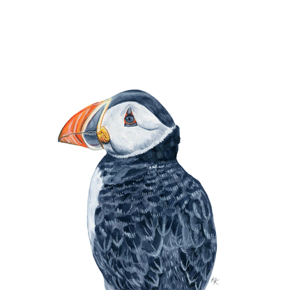 Atlantic Puffin
