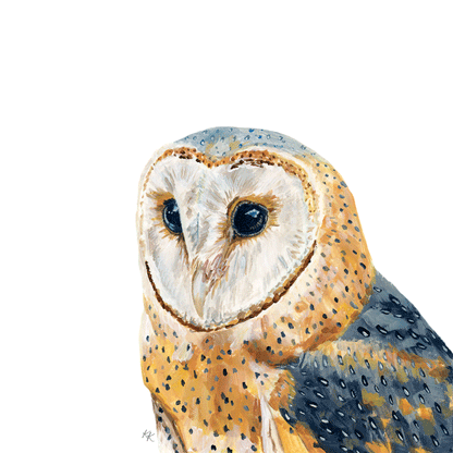 Barn Owl