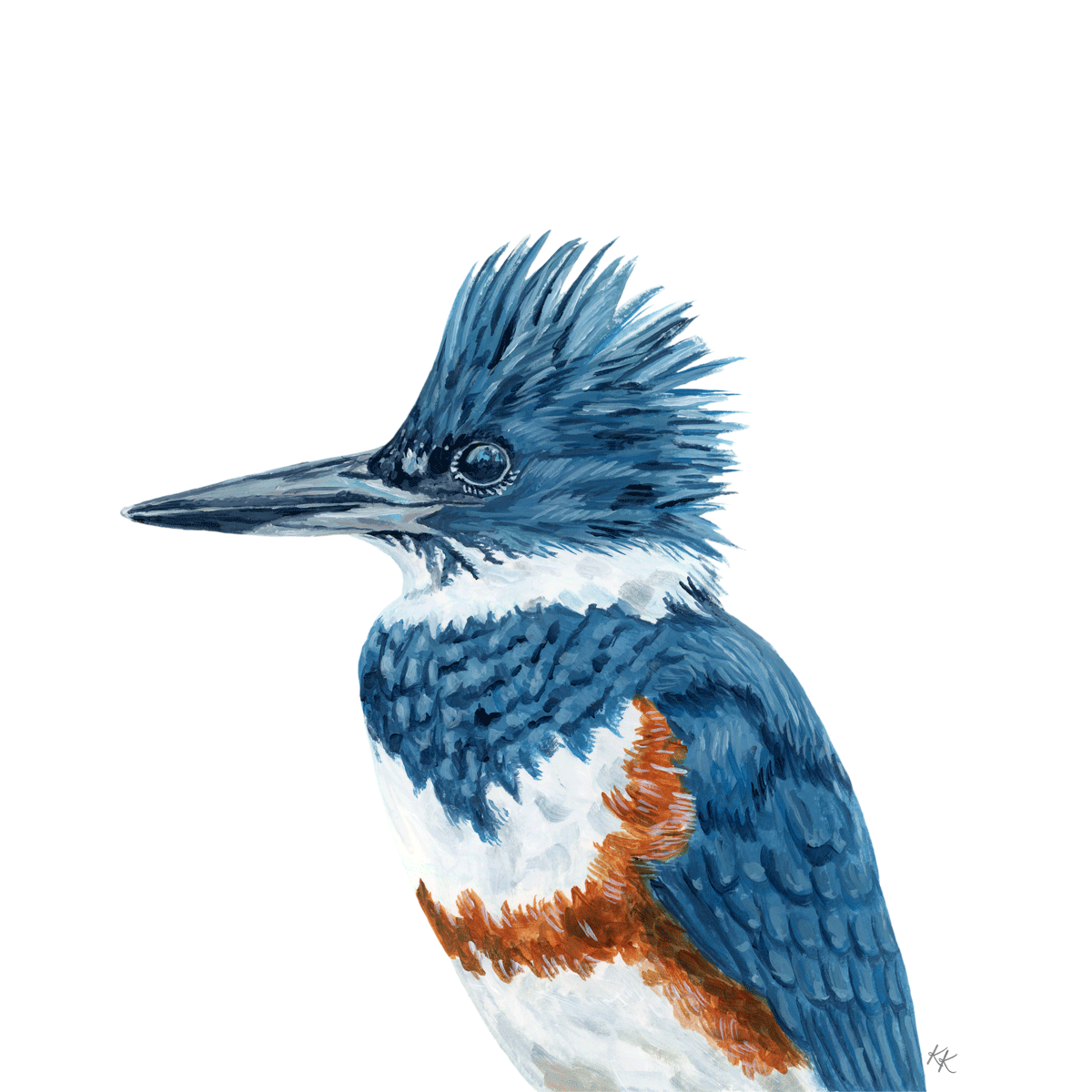 Belted Kingfisher
