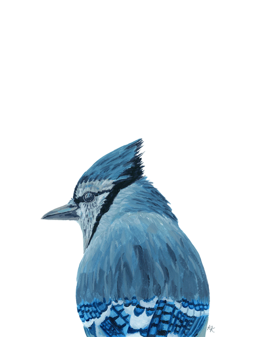 Blue Jay