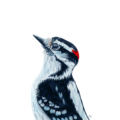 Downy Woodpecker