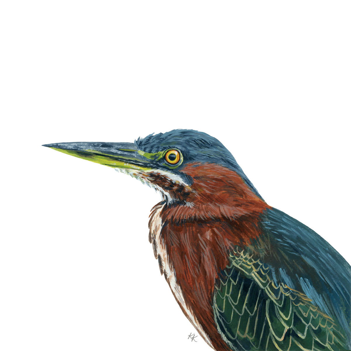 Green Heron