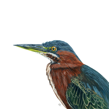 Green Heron