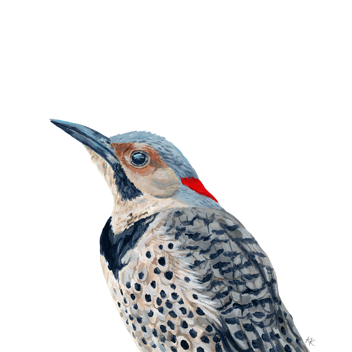 Northern Flicker