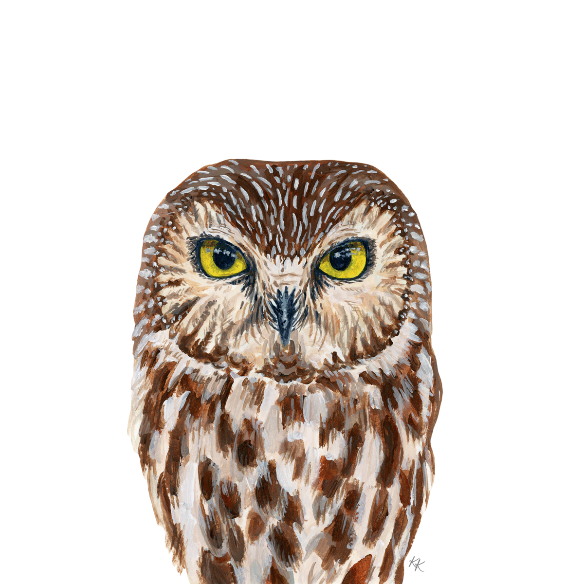 Northern Saw Whet Owl