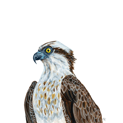 Osprey