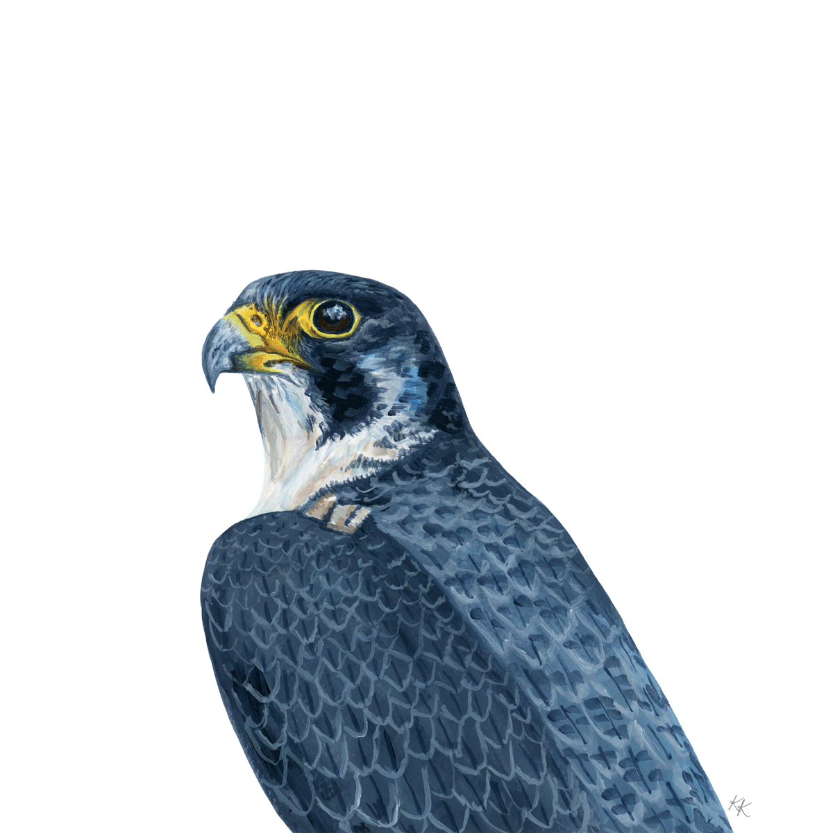 Peregrine Falcon