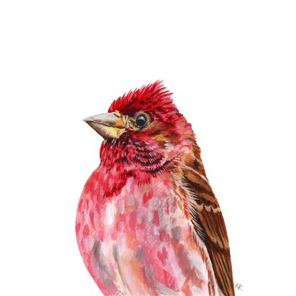 Purple Finch