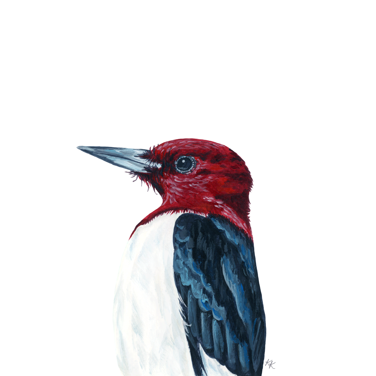 Red Headed Woodpecker
