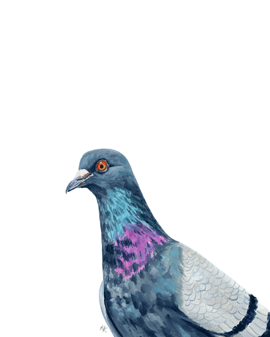 Rock Dove