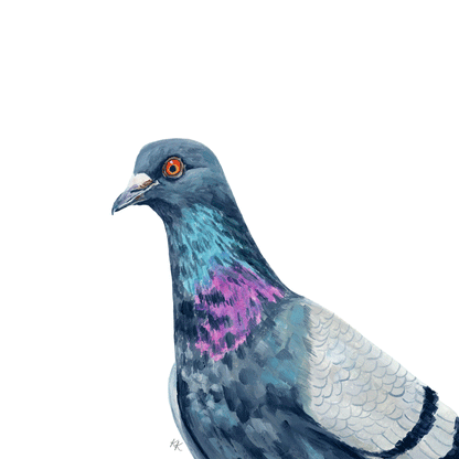 Rock Dove